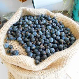 Juniper Berries 5